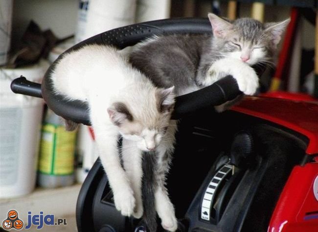 Koty na kierownicy