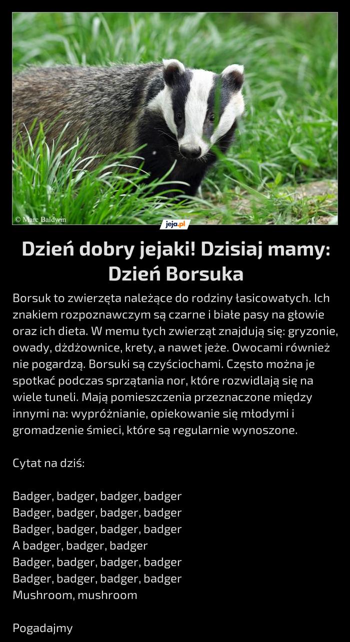 Dzień dobry jejaki! Dzisiaj mamy: Dzień Borsuka