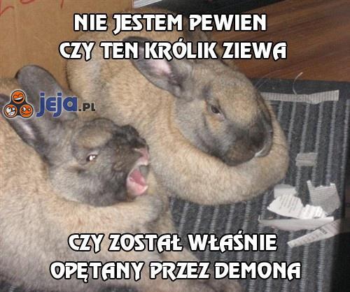 Czy ten królik ziewa?