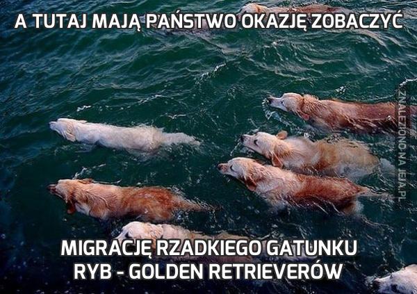 A tutaj mają Państwo okazję zobaczyć