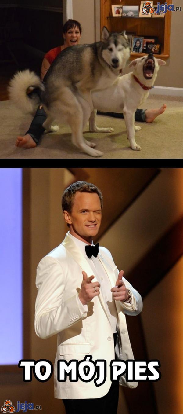 Barney Stinson i jego pies