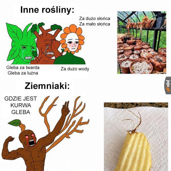 Potęga kartofli