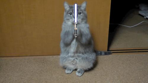 Koteł Jedi