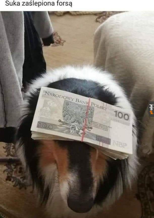 Suka widzi tylko papier