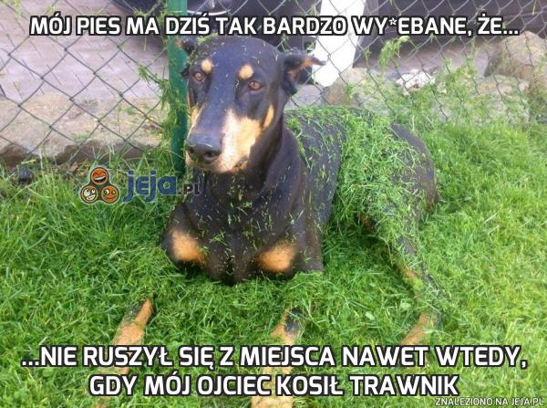Mój pies ma dziś tak bardzo wy*ebane, że...