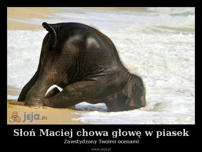 Słoń Maciej chowa głowę w piasek