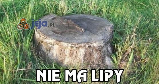 Nie ma lipy - Jeja.pl