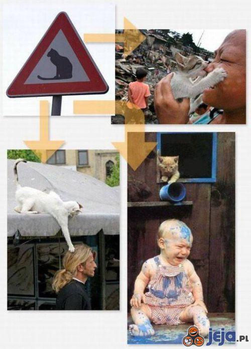 Uwaga koty! Wyjaśniamy znaczenie znaku.