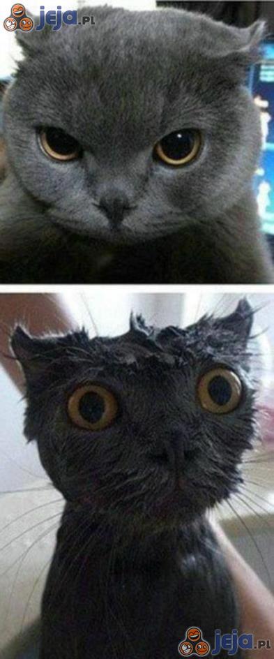 Kot przed i po