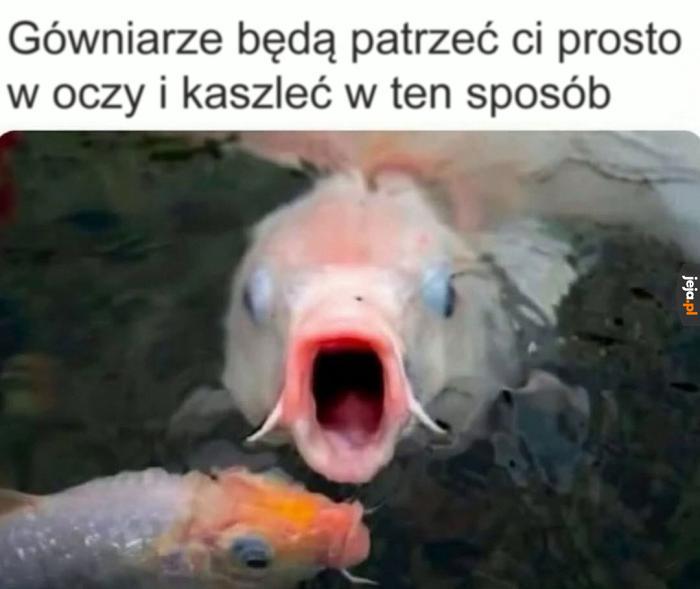 Bezczelność