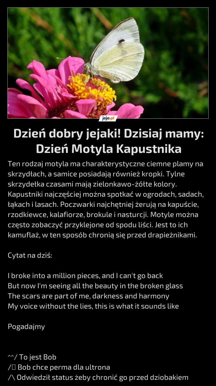 Dzień dobry jejaki! Dzisiaj mamy: Dzień Motyla Kapustnika