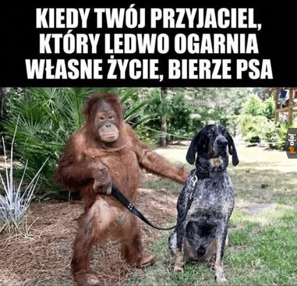 Super pomysł