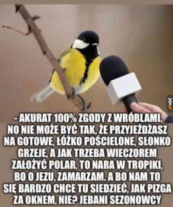 Sikorka się zgadza