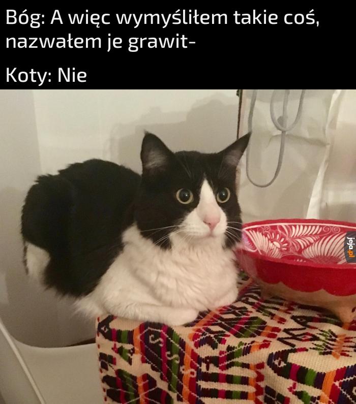 Koty to niegrawitacyjna ciecz