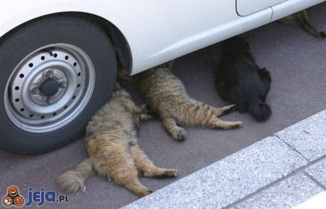 Koci mechanicy