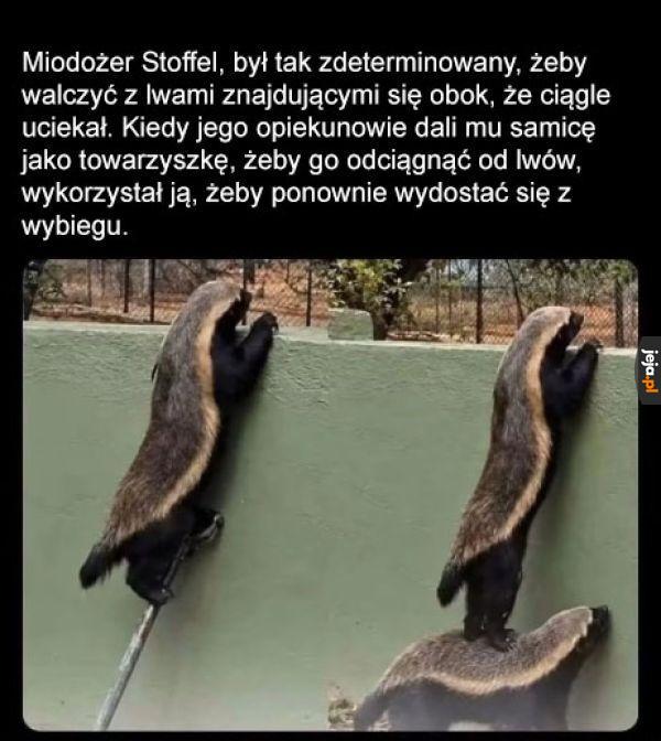 Plan zakończony niepowodzeniem