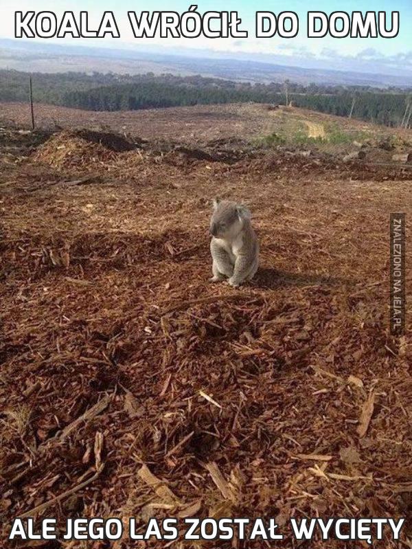 Koala wrócił do domu