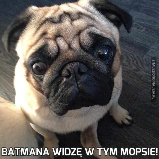 Batmana widzę w tym mopsie!