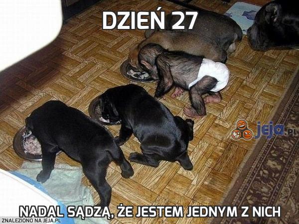 Dzień 27