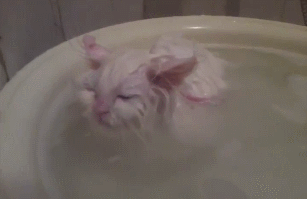 Kocie kąpiel jakiej jeszcze nie było
