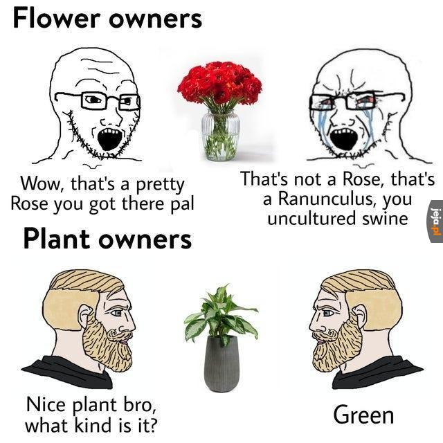 A Ty masz w domu jakieś roślinki?
