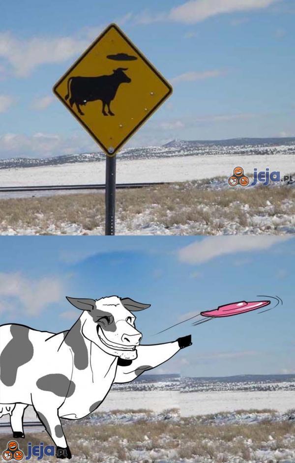Ufo porywa krowy? Nieee...