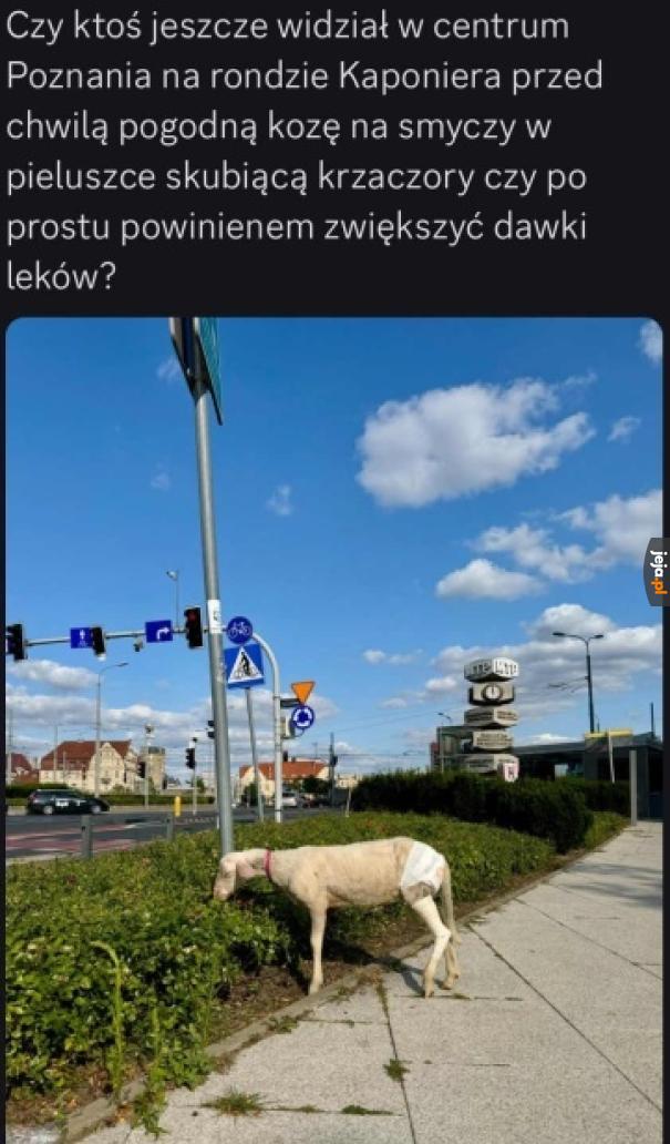 Czy ja śnię?