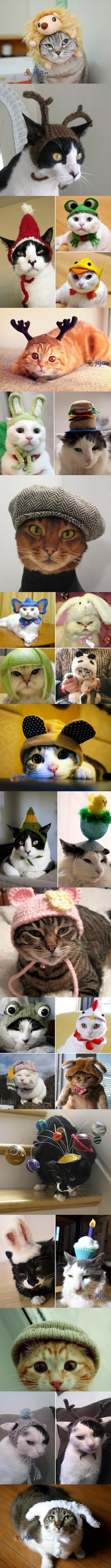 Koty w czapkach