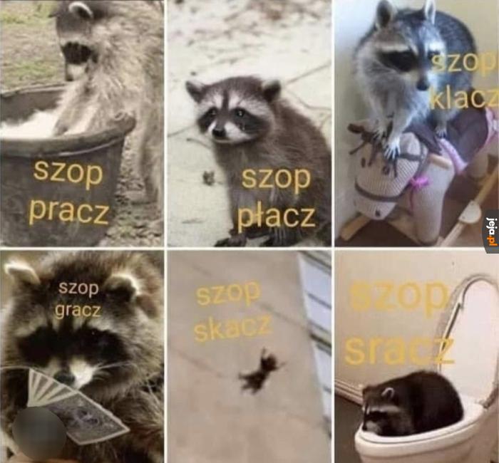 Szop?
