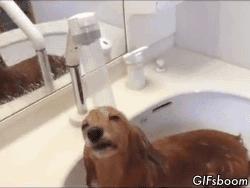 Ten psiak uwielbia wodę