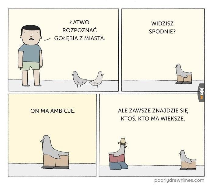 Gołębie z miasta