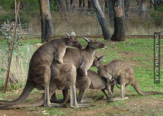 Kangury to dziwne stworzenia...