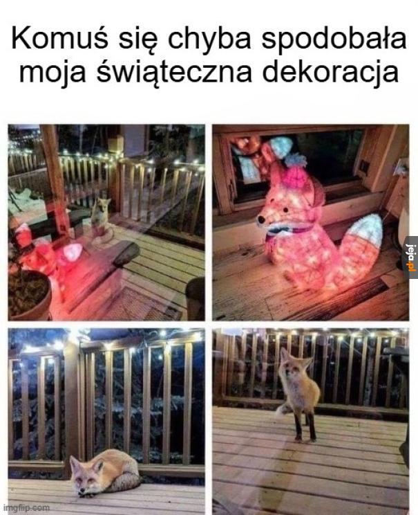 Ciekawski lisek