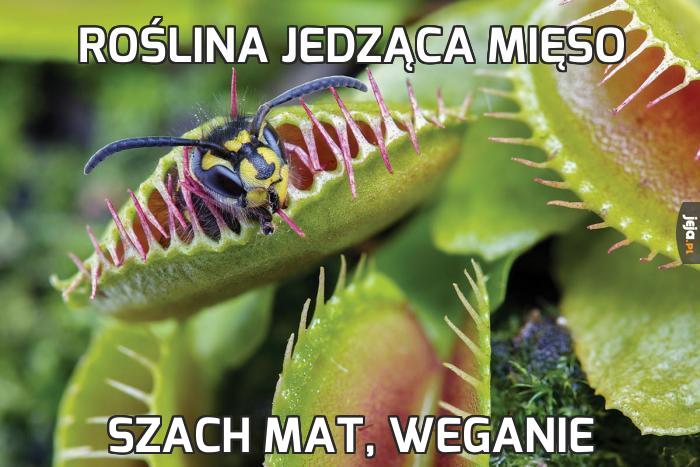 Roślina jedząca mięso