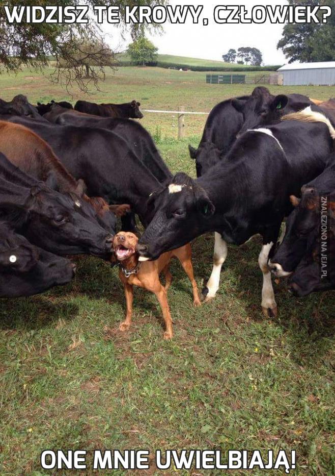 Widzisz te krowy, człowiek?