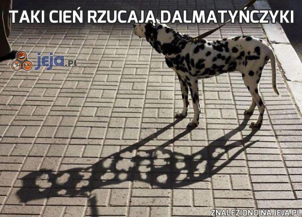 Taki cień rzucają dalmatyńczyki