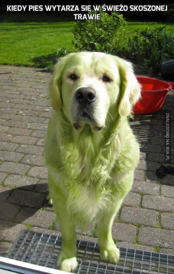 Kiedy pies wytarza się w świeżo skoszonej trawie