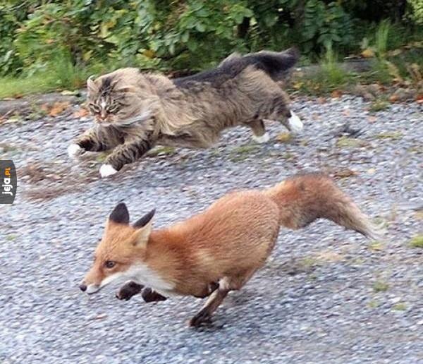Norweski kot łapie lisa