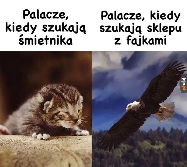 Dosłownie