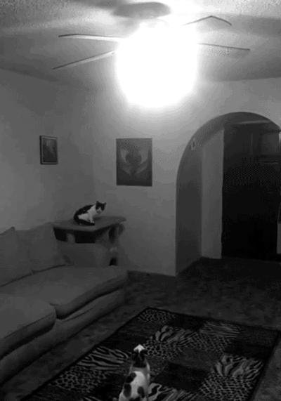 Kot, który nie lubi światła