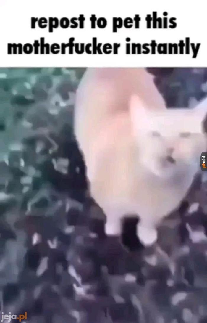 Live kot admina reaction