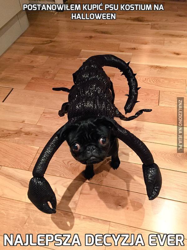 Postanowiłem kupić psu kostium na Halloween