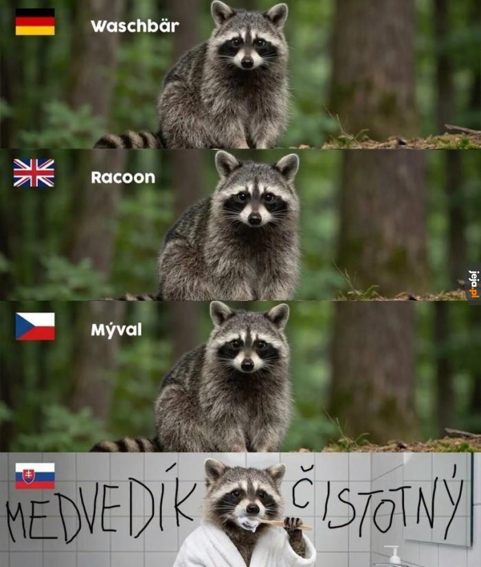 Niedźwiedzik czyścioch nie gorszy od szopa pracza