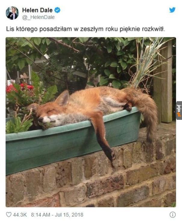 Pamiętajcie, żeby podlewać swoje liski