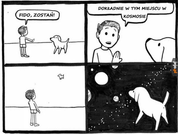 Fido już nie wróci