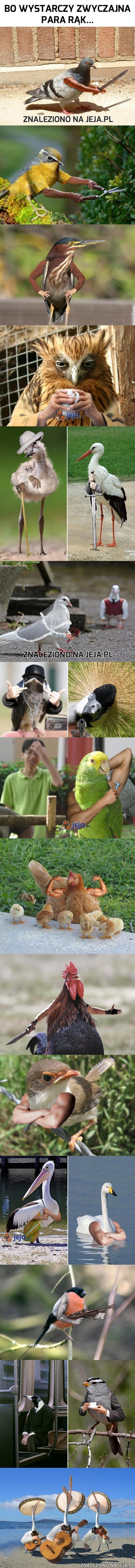 Ptaszki i "zręczny" Photoshop