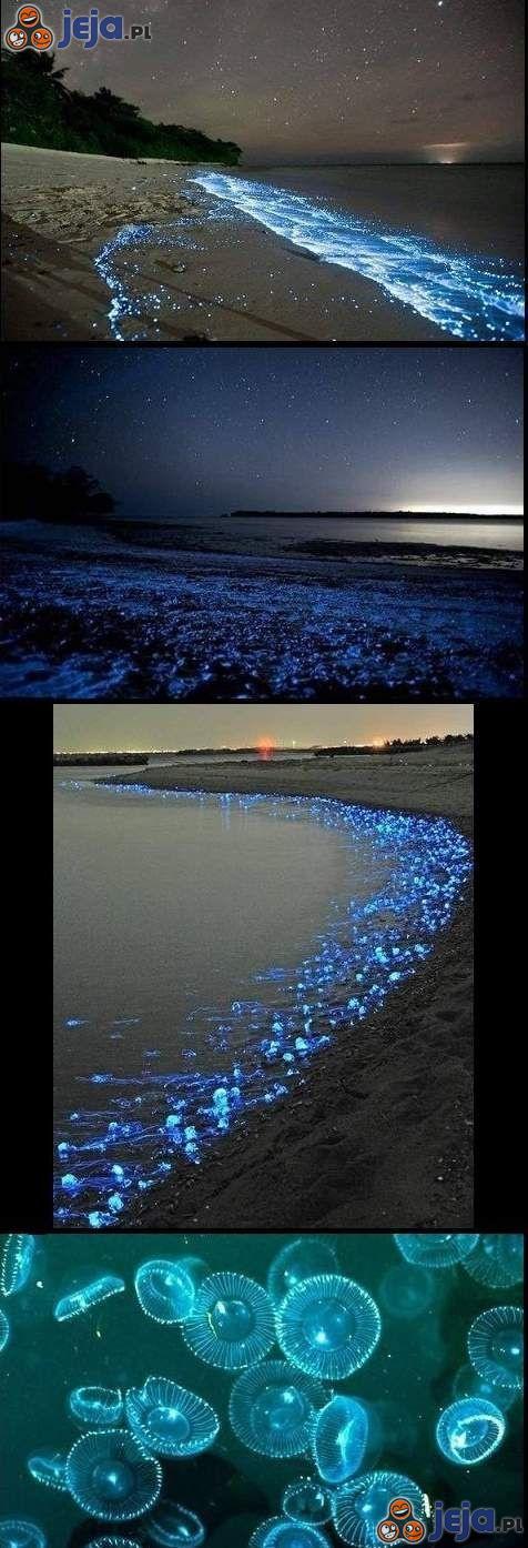 Świecące meduzy