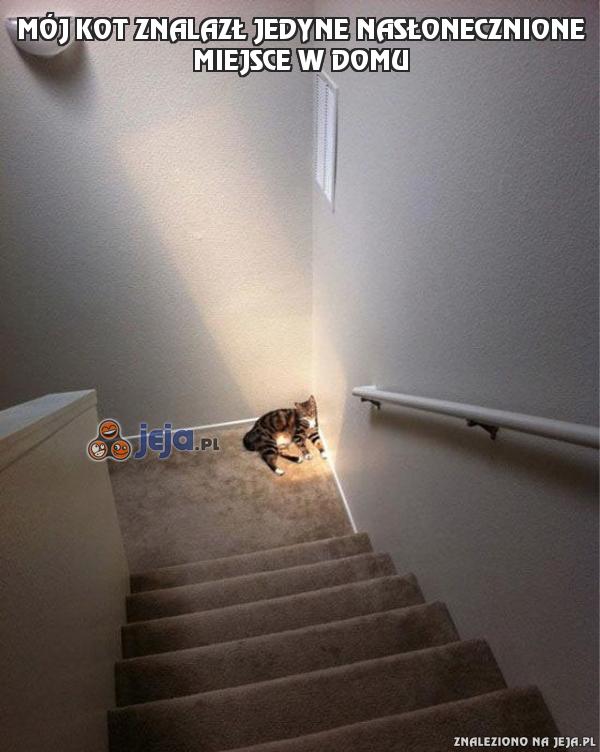 Mój kot znalazł jedyne nasłonecznione miejsce w domu