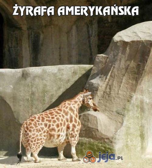 Żyrafa amerykańska