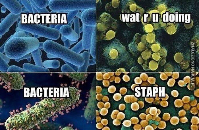 Bakterie, stahp!